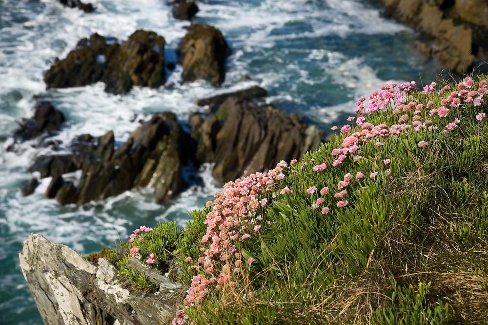 Küstenidylle am Slea Head