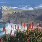 Küstenlandschaft - Cape of Good Hope