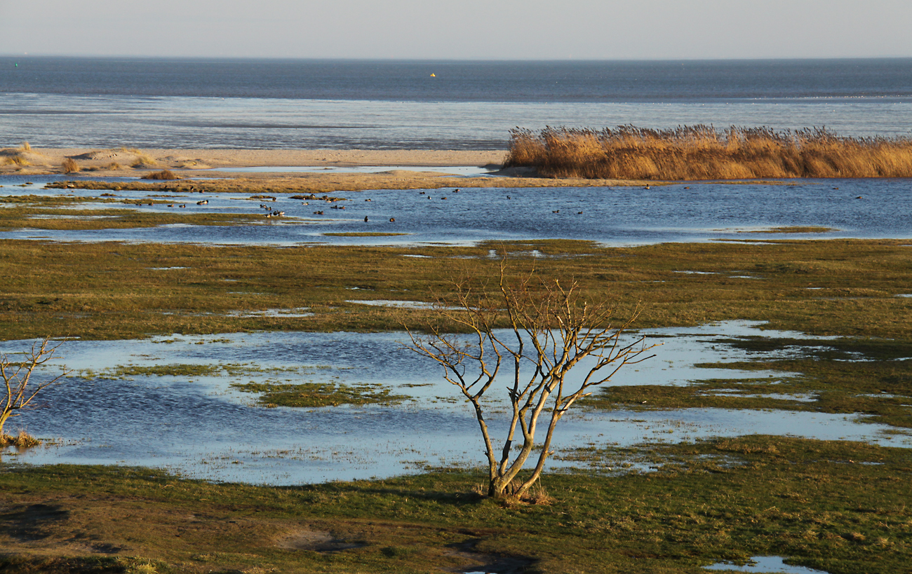 Küstenlandschaft im Januar