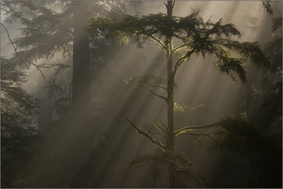 Küstenmammutbaum - Sequoia sempervirens (VU)