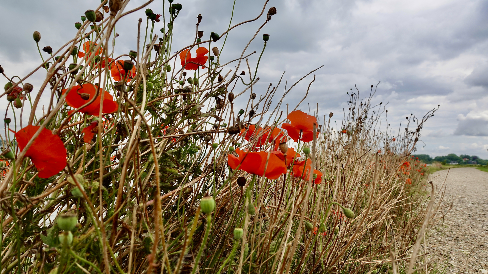 Küstenmohn