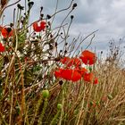 Küstenmohn