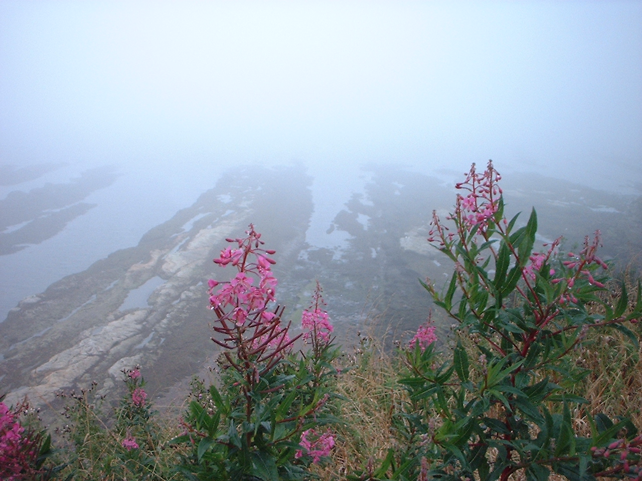 Küstennebel