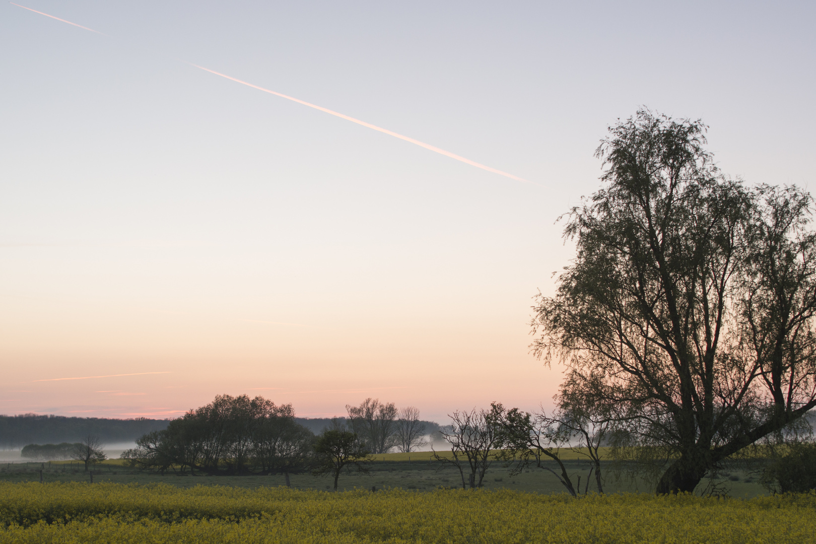 Küstennebel im Rapsfeld