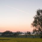 Küstennebel im Rapsfeld