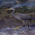 Küstenreiher am Roten Meer