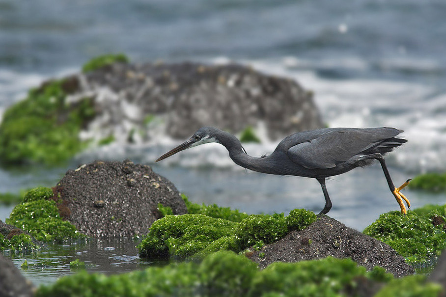 Küstenreiher ~ egretta gularis