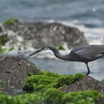 Küstenreiher ~ egretta gularis