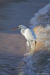 Küstenreiher weiss (Egretta gularis) – Ägypten 2011