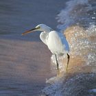 Küstenreiher weiss (Egretta gularis) – Ägypten 2011