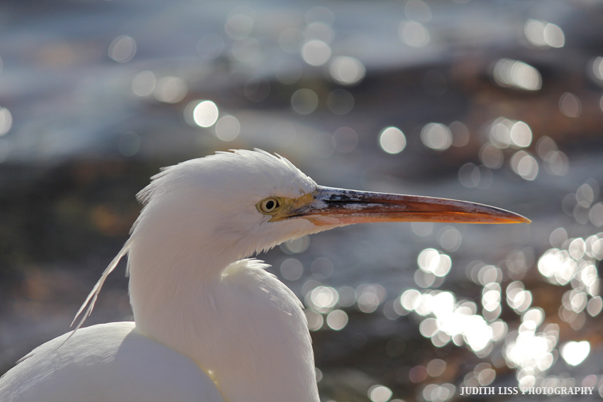 Küstenreiher weiss (Egretta gularis) – Ägypten 2011 – No 2