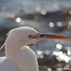 Küstenreiher weiss (Egretta gularis) – Ägypten 2011 – No 2