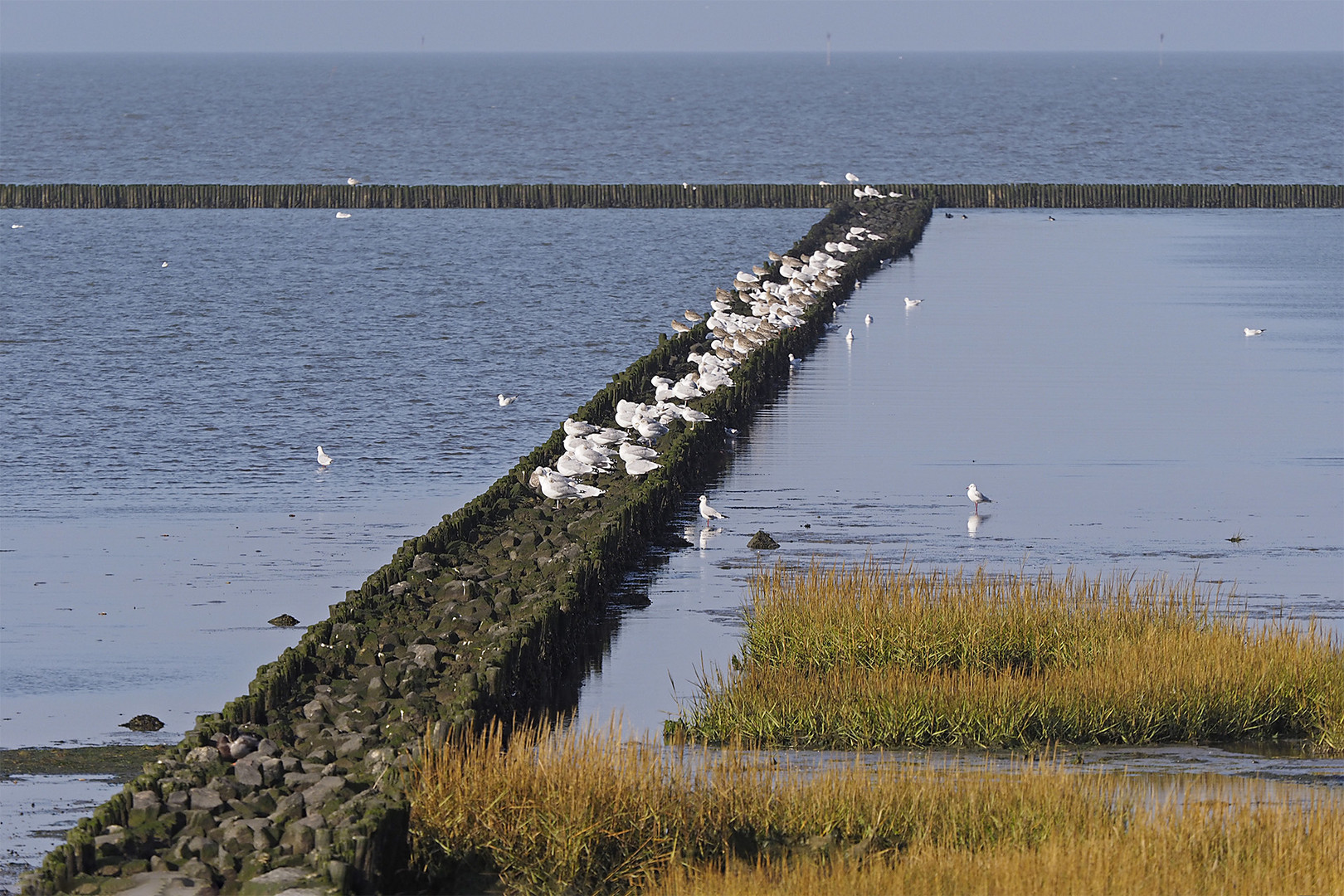 Küstenschutz durch Schlickabsetzung vor Spieka-Neufeld (südl. Cuxhaven)