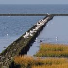 Küstenschutz durch Schlickabsetzung vor Spieka-Neufeld (südl. Cuxhaven)