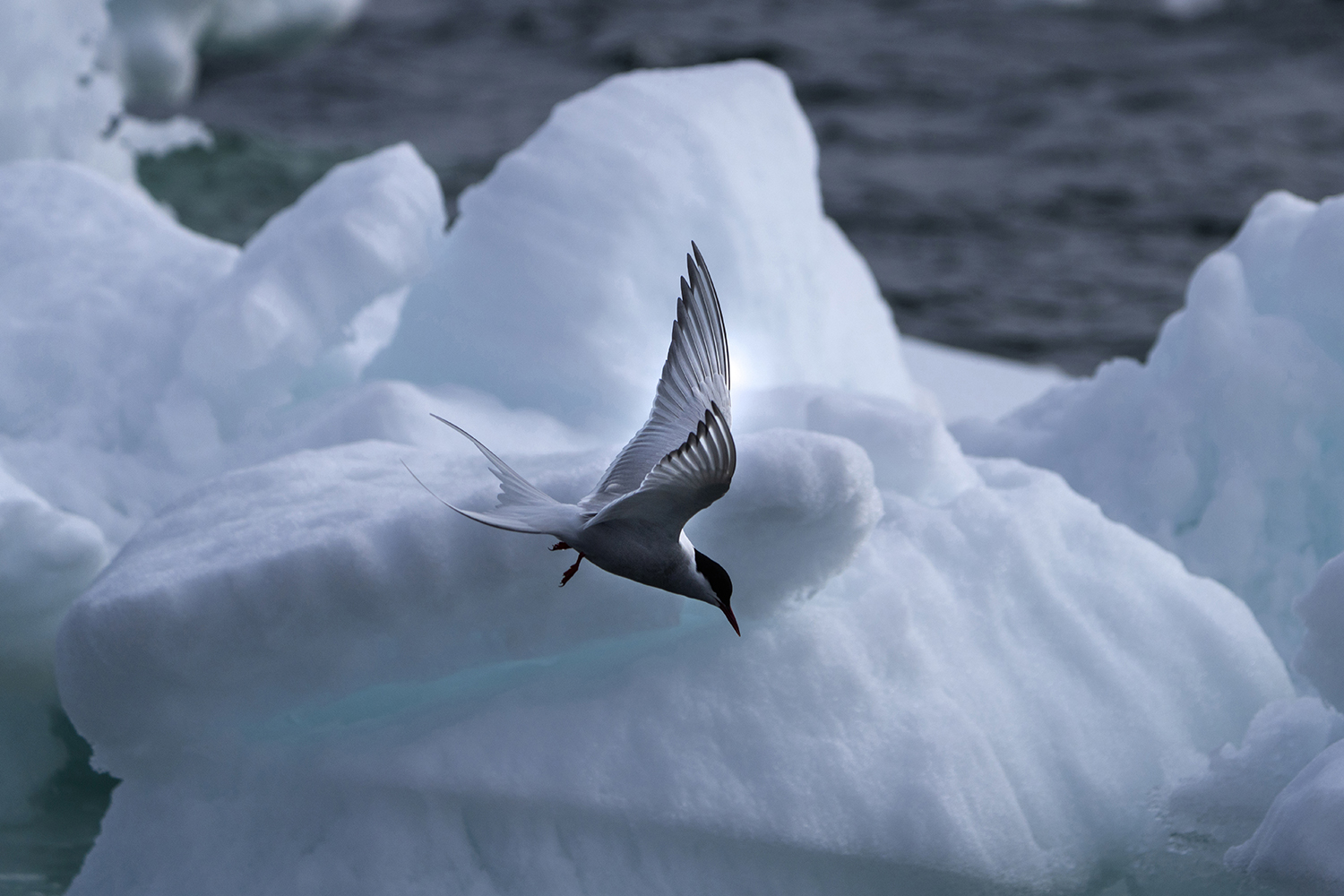 Küstenseeschwalbe - Arctic Tern 