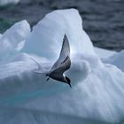 Küstenseeschwalbe - Arctic Tern 