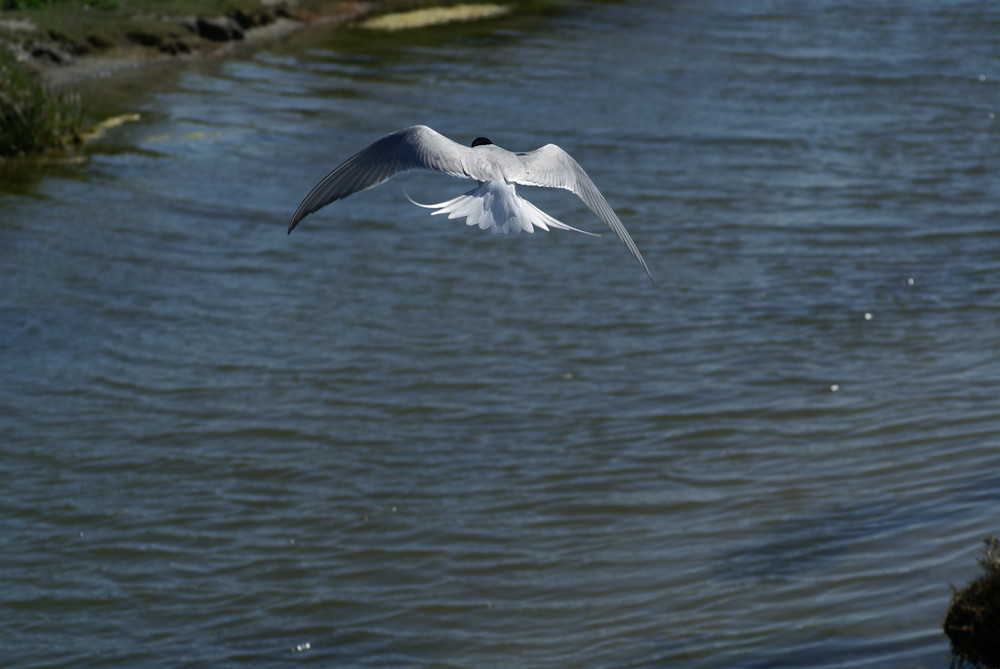 Küstenseeschwalbe auf Hallig Hooge