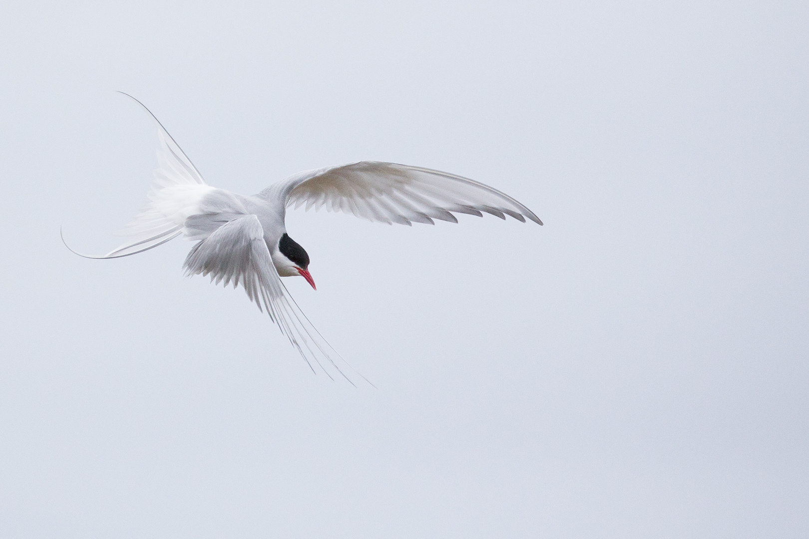 Küstenseeschwalbe auf Svalbard