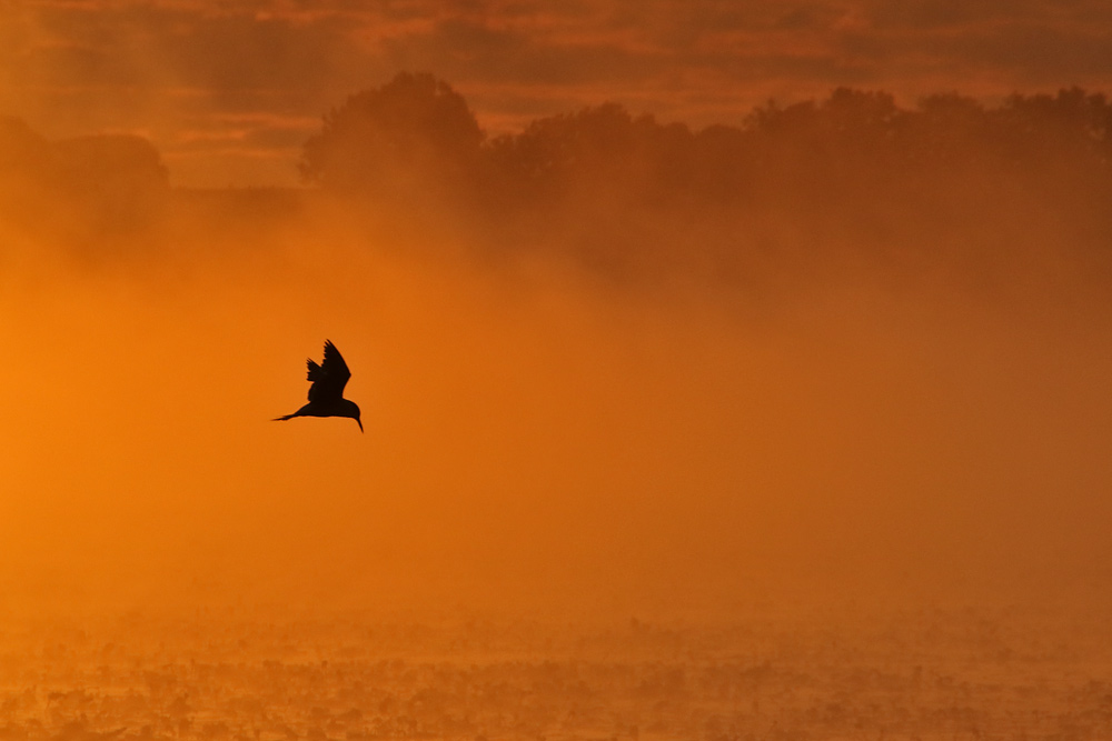 Küstenseeschwalbe bei Sonnenaufgangsstimmung