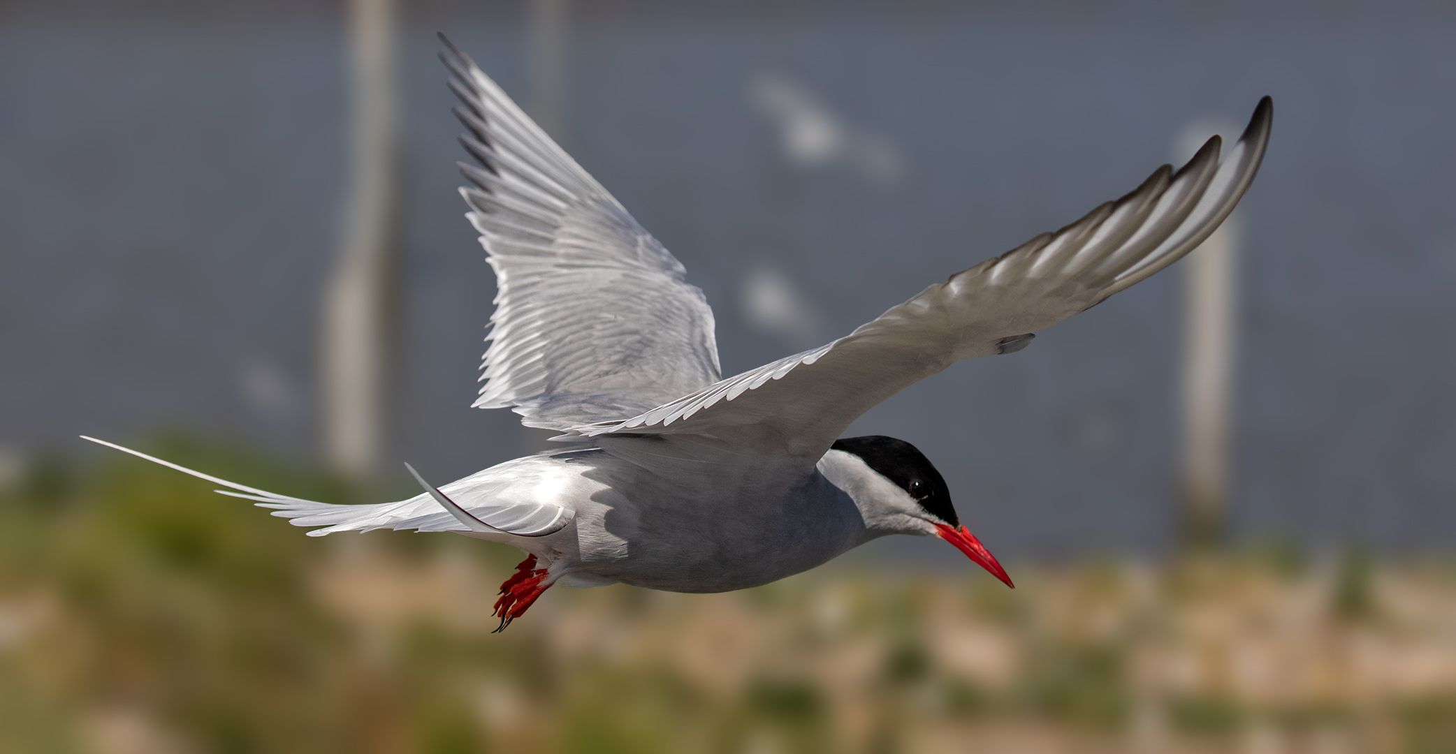 Küstenseeschwalbe im Flug 003 