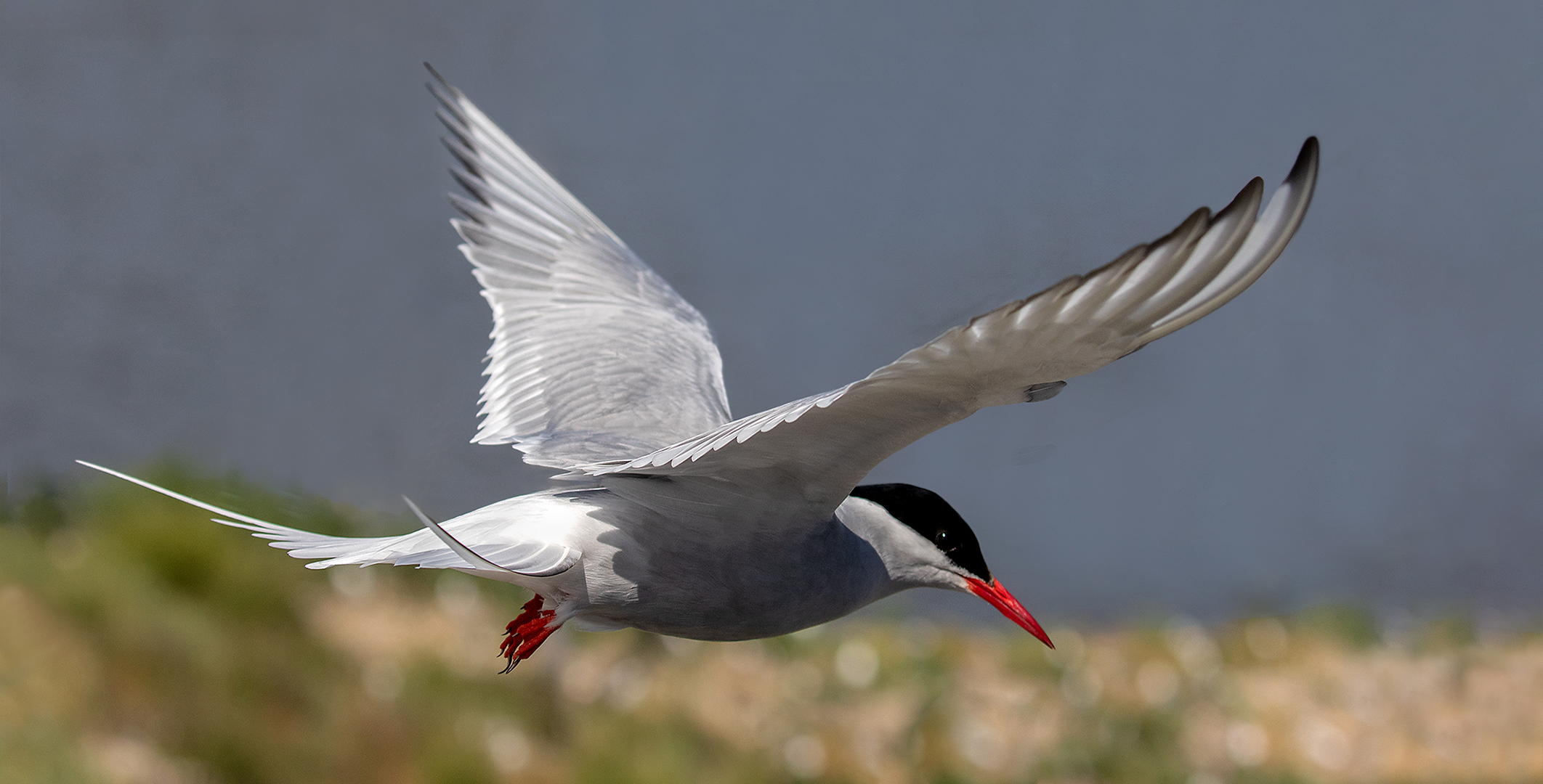 Küstenseeschwalbe im Flug 003