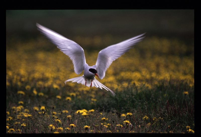 Küstenseeschwalbe im Flug