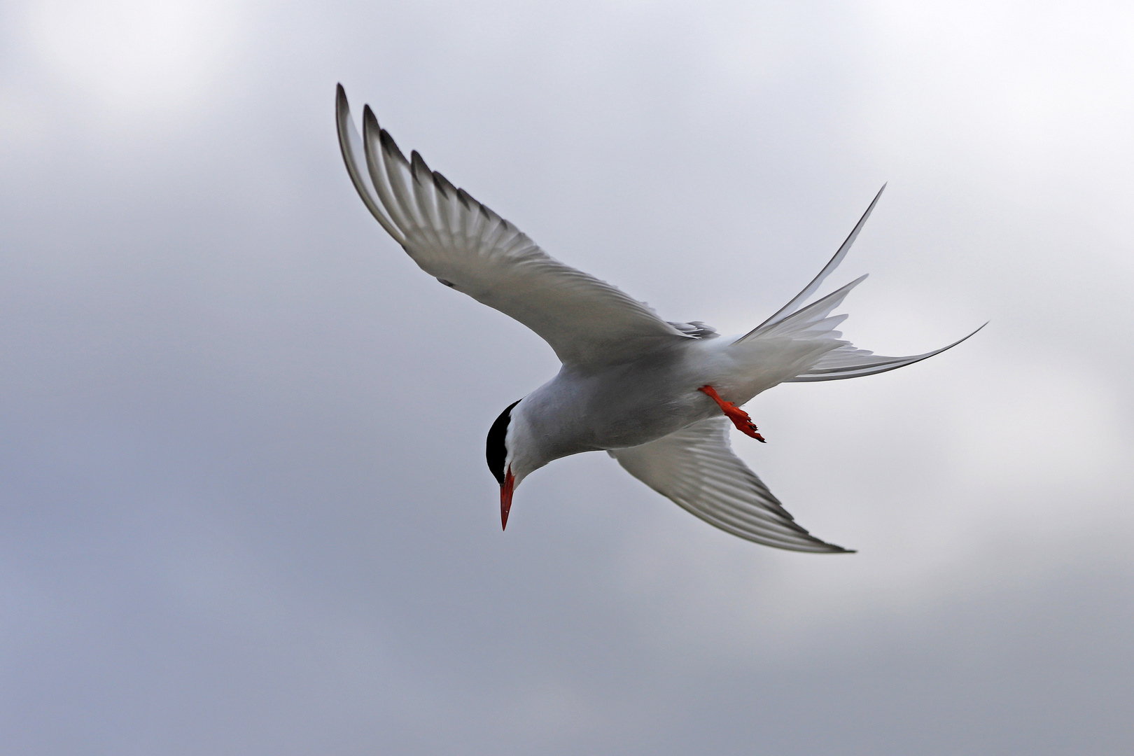 Küstenseeschwalbe im Flug