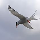 Küstenseeschwalbe im Flug