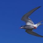 Küstenseeschwalbe im Flug