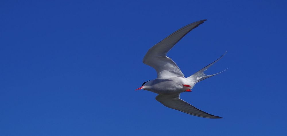 Küstenseeschwalbe im Flug