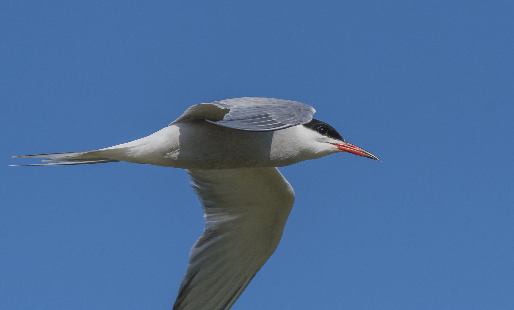 Küstenseeschwalbe im Vorbeiflug