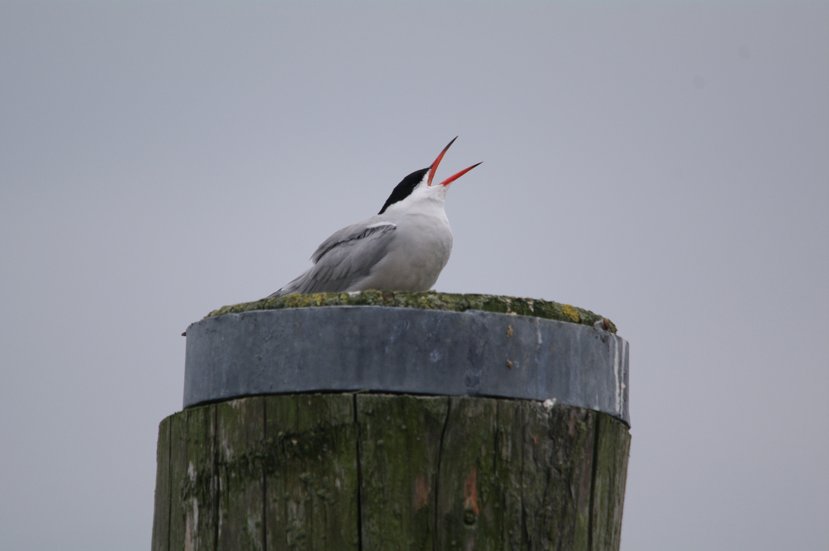 Küstenseeschwalbe in friesland