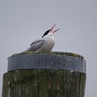 Küstenseeschwalbe in friesland