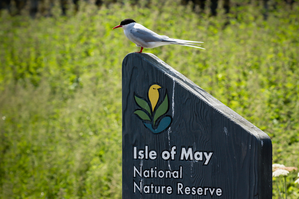 Küstenseeschwalbe, Isle of May