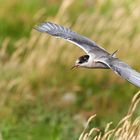 Küstenseeschwalbe Jungvogel?