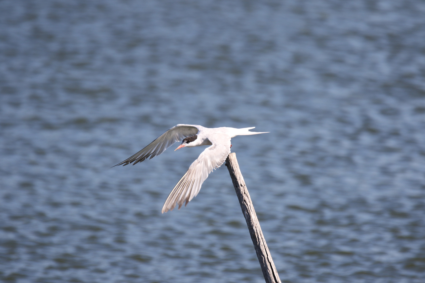 Küstenseeschwalbe macht Abflug