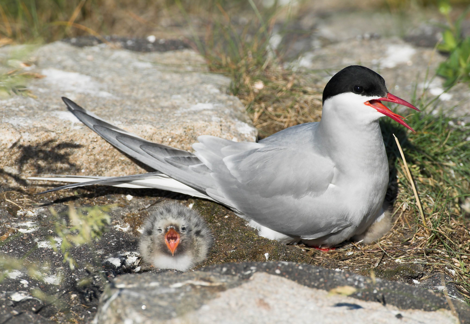 Küstenseeschwalbe mit Jungvogel