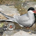 Küstenseeschwalbe mit Jungvogel