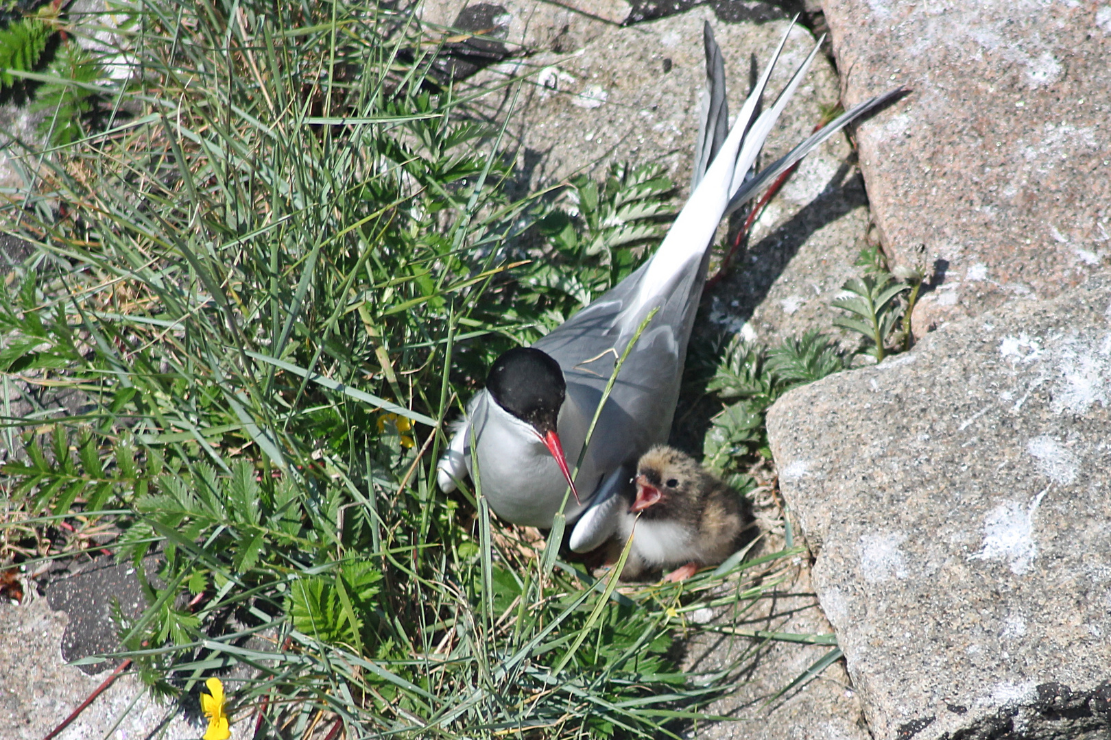 Küstenseeschwalbe mit Nachwuchs