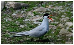 - Küstenseeschwalbe - ( Sterna paradisaea )