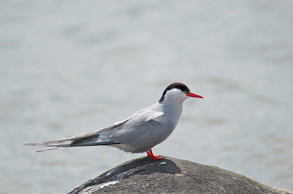 Küstenseeschwalbe (Sterna paradisaea) II