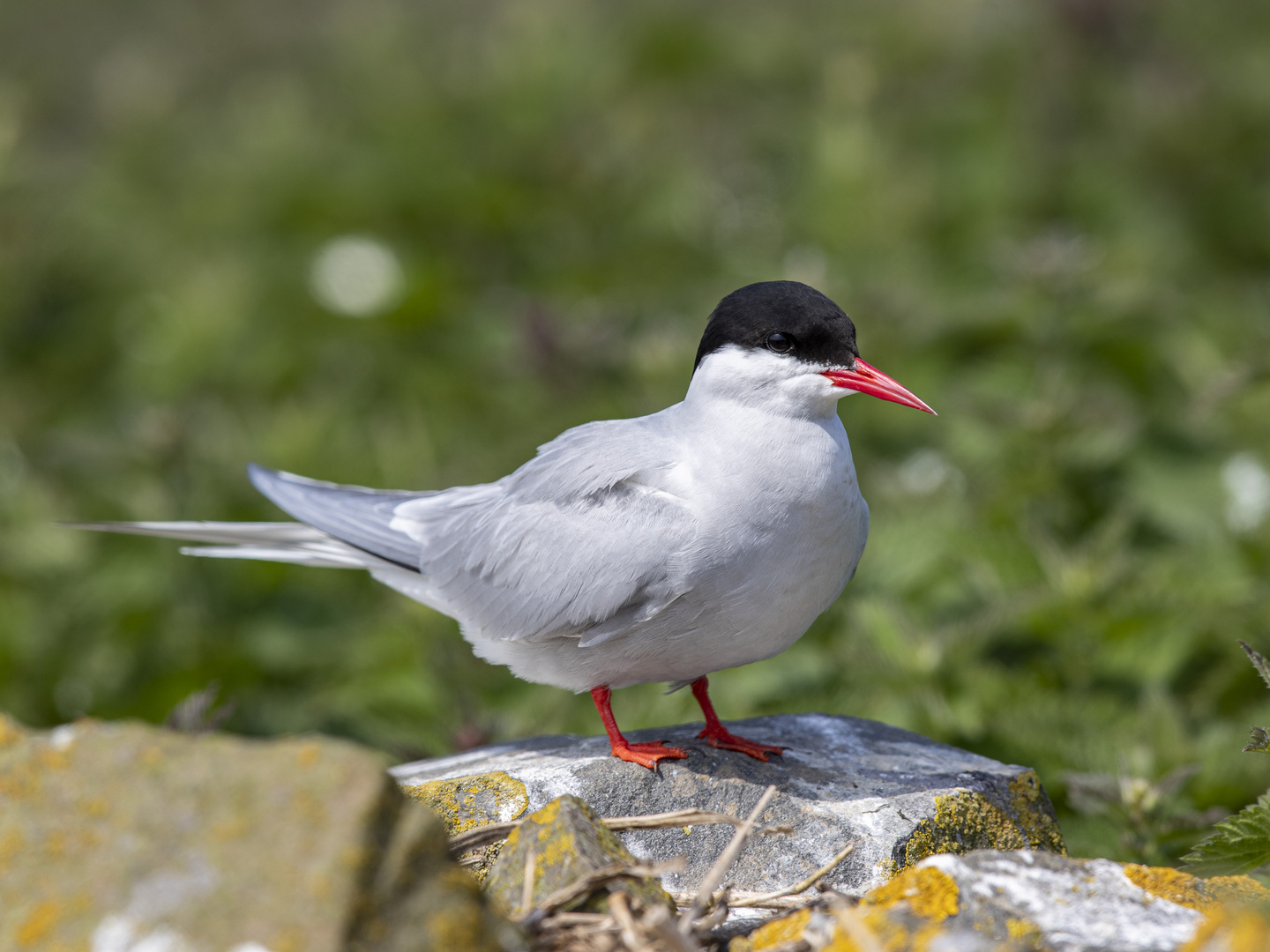 Küstenseeschwalbe (Sterna paradisea)