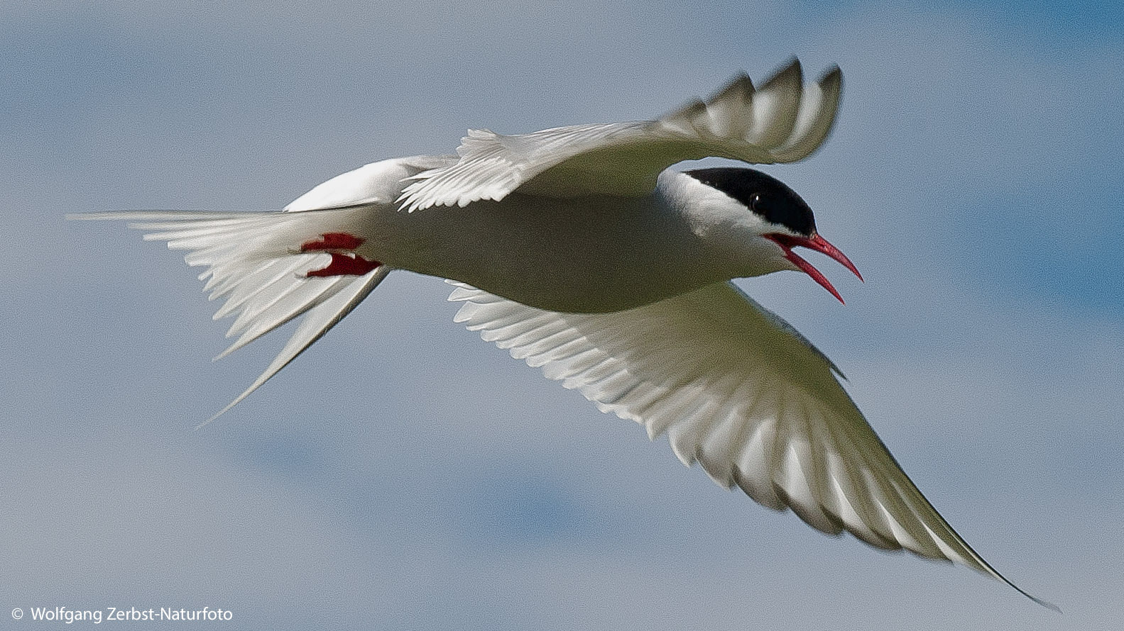 --- Küstenseeschwalbe ---   ( Sterne hirundo )