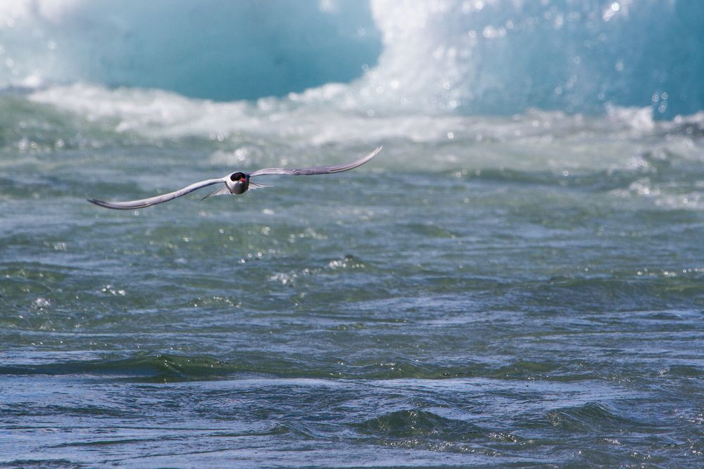 Küstenseeschwalbe über Jökulsarlon