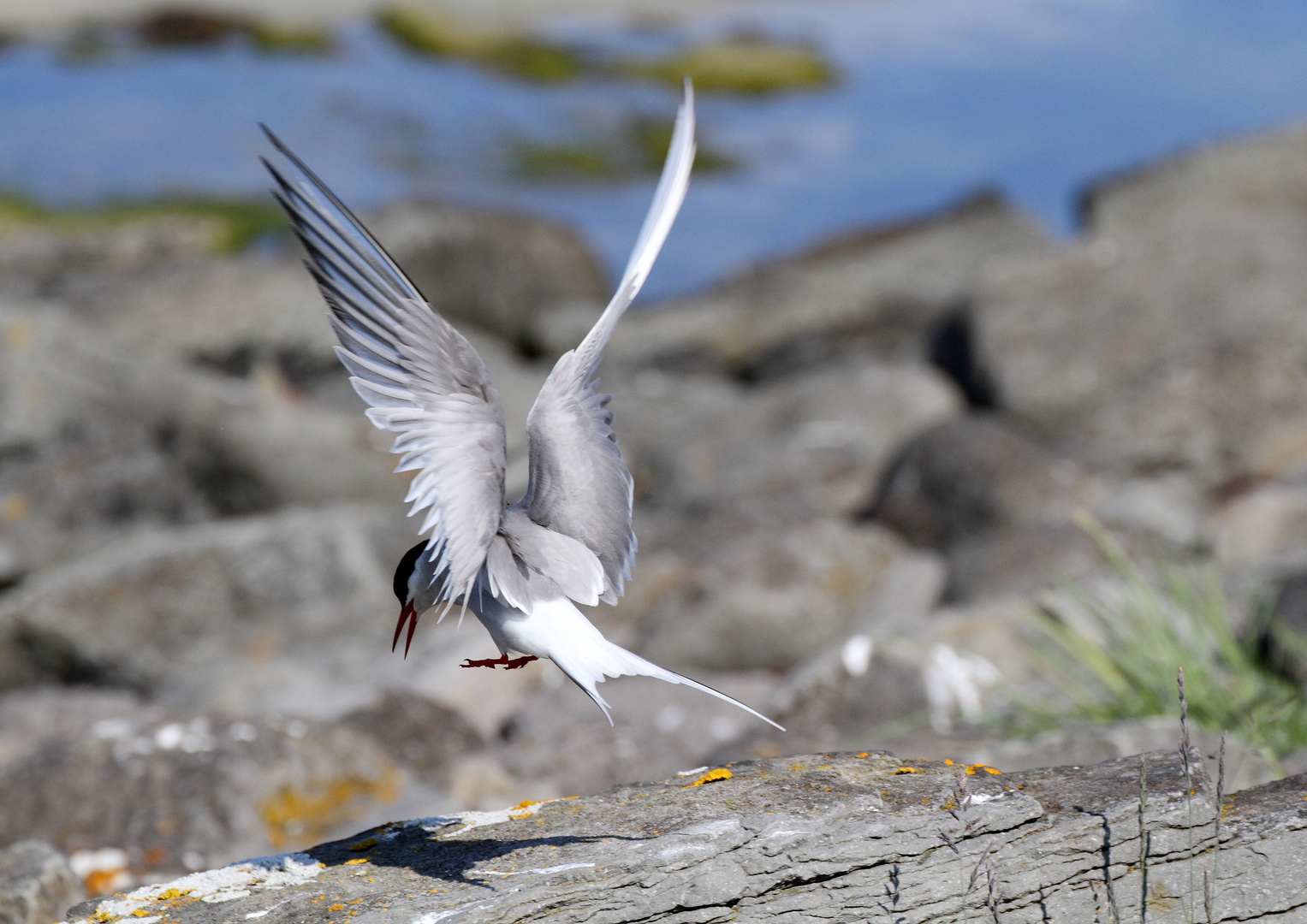 Küstenseeschwalbe verteidigt ihr Revier