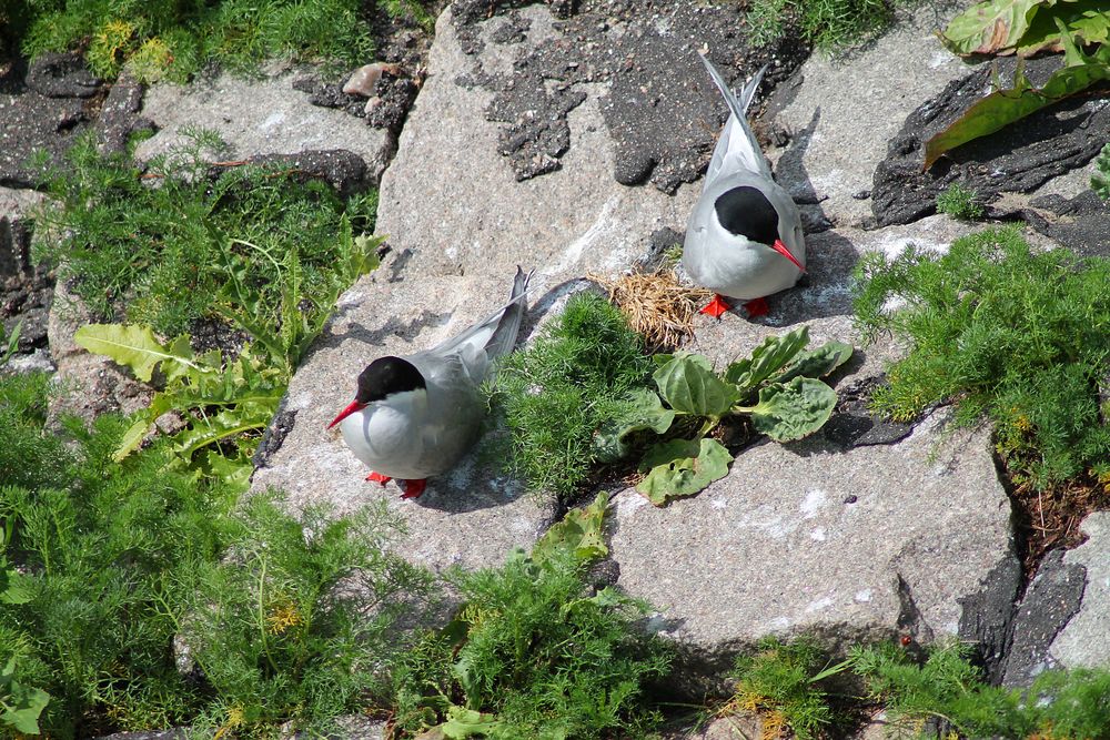 Küstenseeschwalben am Eidersperrwerk