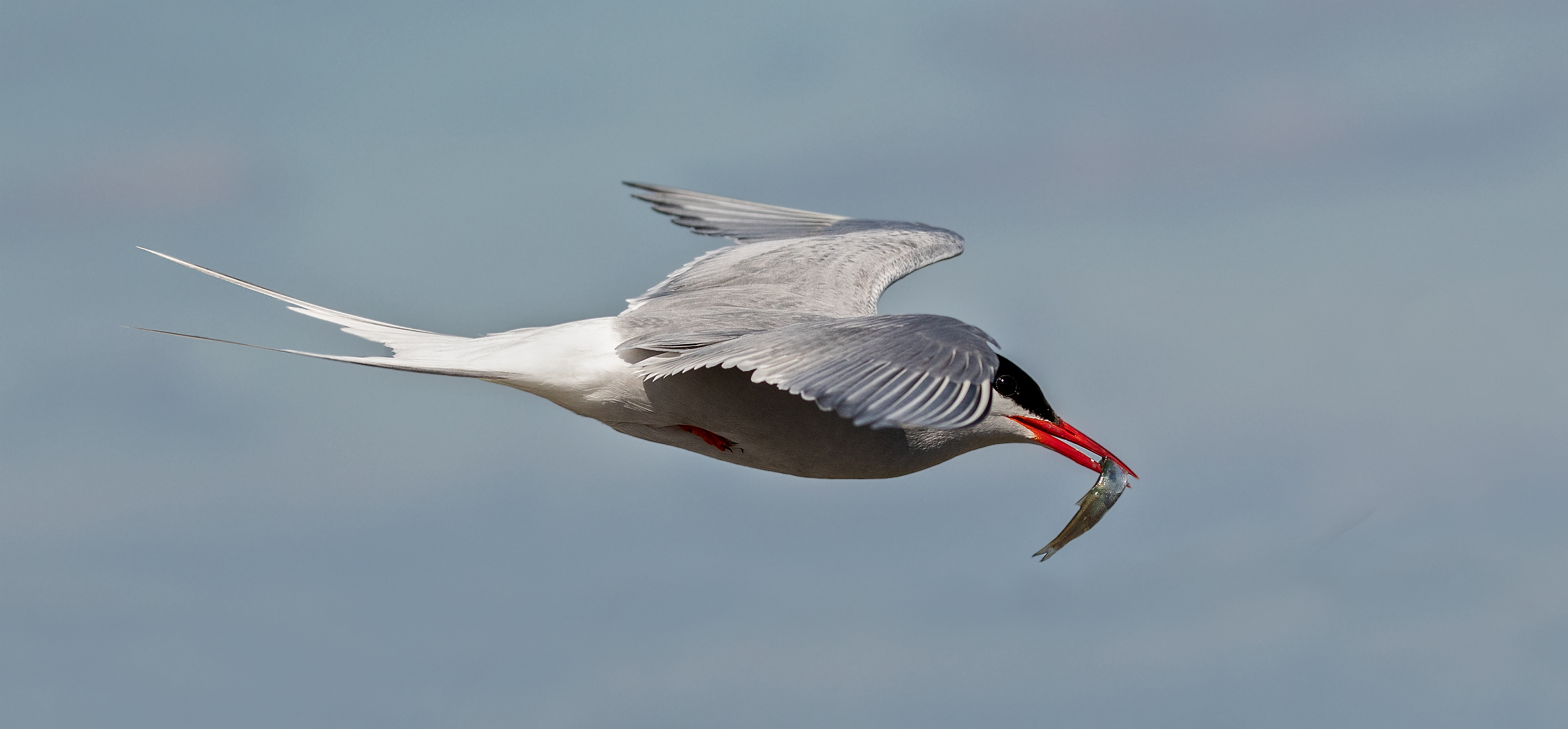  Küstenseeschwalben im Flug mit Fisch 001