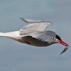  Küstenseeschwalben im Flug mit Fisch 001