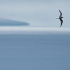 Küstenseeschwalben im Nebel