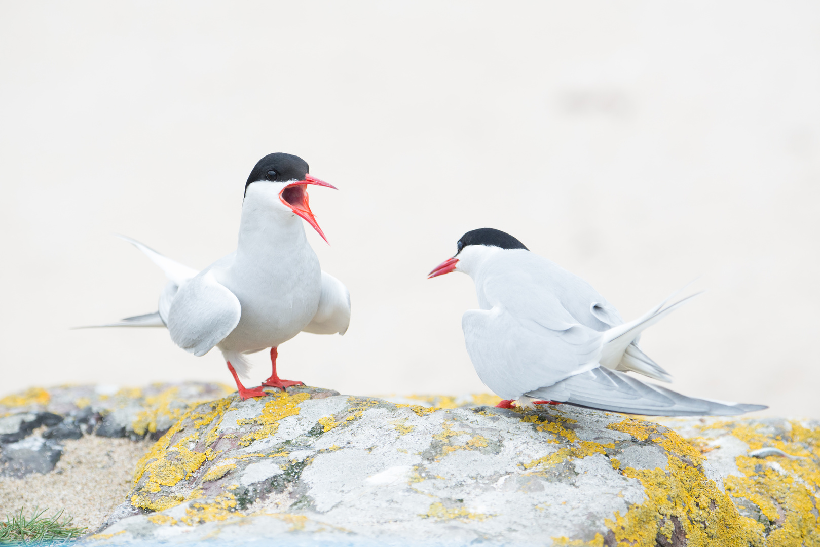 Küstenseeschwalben (Sterna paradisaea), Farne-Inseln, England